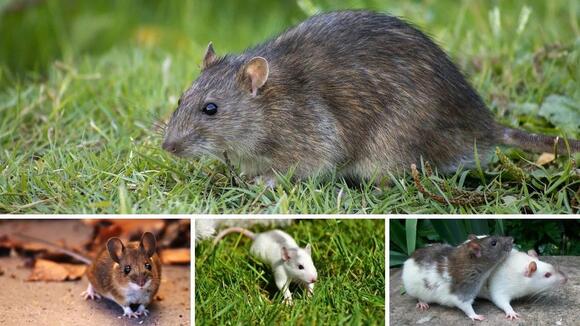14 Animals That Eat Eggs in the Wild and in Your Backyard - NewsBreak