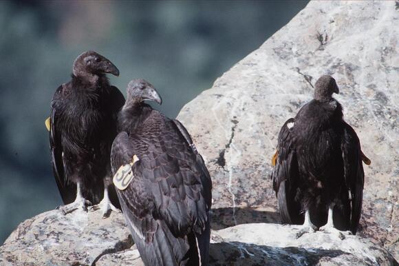 These 7 Animals Are Defying Extinction, Offering Hope for Tomorrow ...