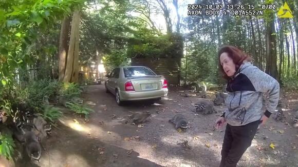 “They just won’t leave”: Woman Has to Call 911 After 100 Raccoons Took ...