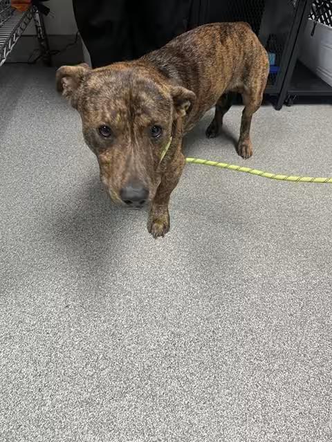 🐶 Friendly Lincolnton Dogs Ready Now for Loving Homes - NewsBreak