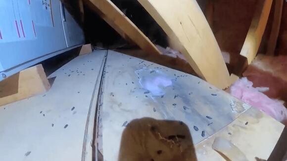 How to Spot and Stop Rodent Activity In Your Home - NewsBreak