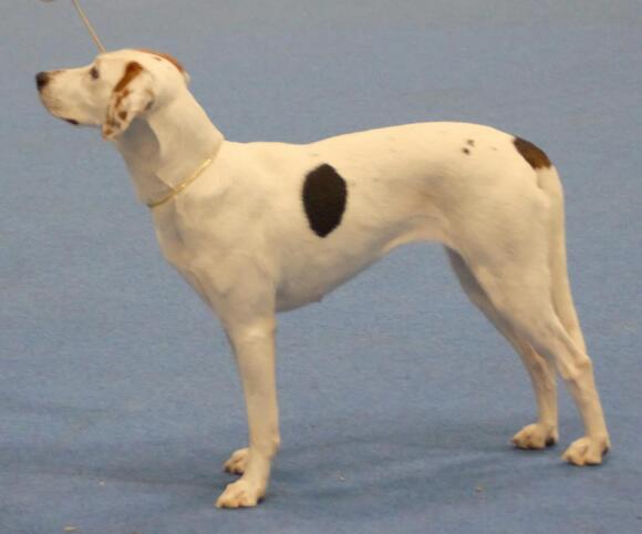 10 Facts about the Rare American Foxhound - NewsBreak