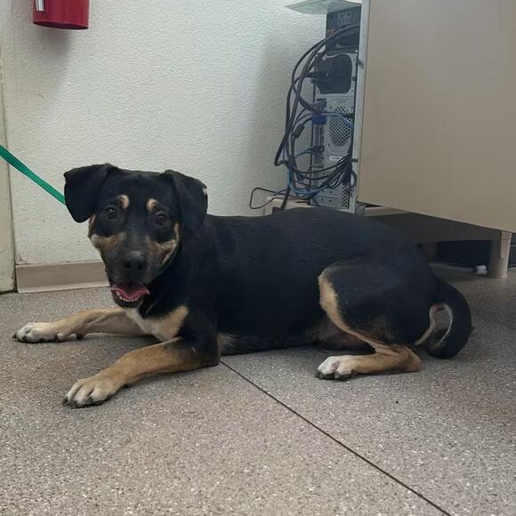 🐶 Friendly Fallon Dogs Ready for Adoption Into Loving Homes - NewsBreak