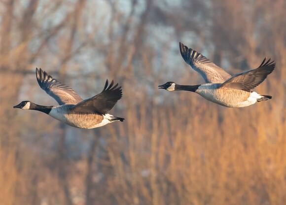 Goose, duck hunting seasons underway - NewsBreak