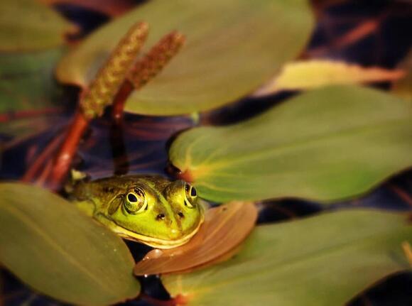Mama Frogs Carry Babies on Their Backs - NewsBreak