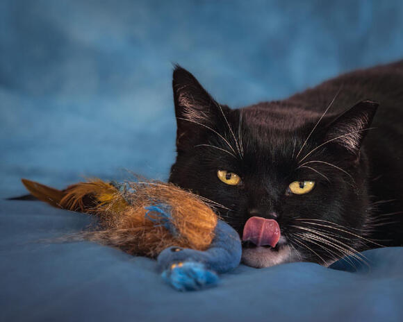 How to Help a Cat Who Has Stopped Playing - NewsBreak