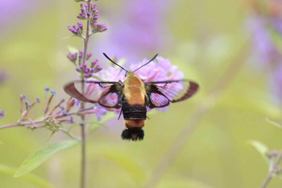 5 Moths That Look Like Hummingbirds and How to Identify Them - NewsBreak