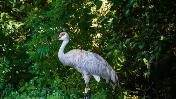 10 Most Inspiring Wildlife Rescues in U.S. History - NewsBreak