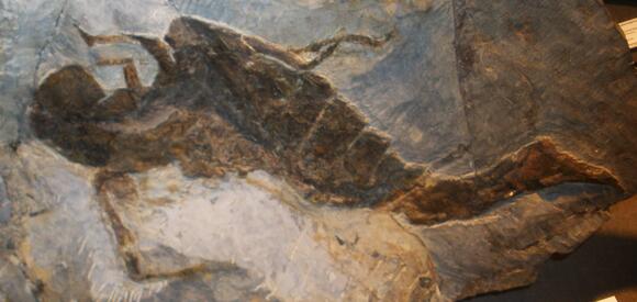 The True Story of How Giant Insects Ruled the Earth Before Dinosaurs ...