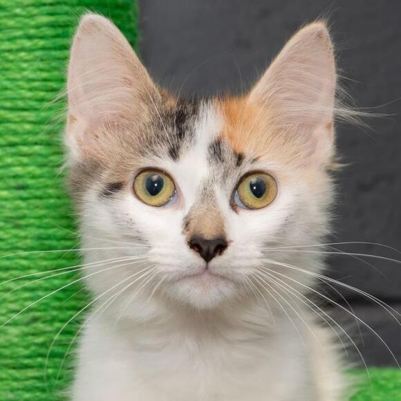🐱 Playful Young Cats in Troy OH Ready for Adoption - NewsBreak