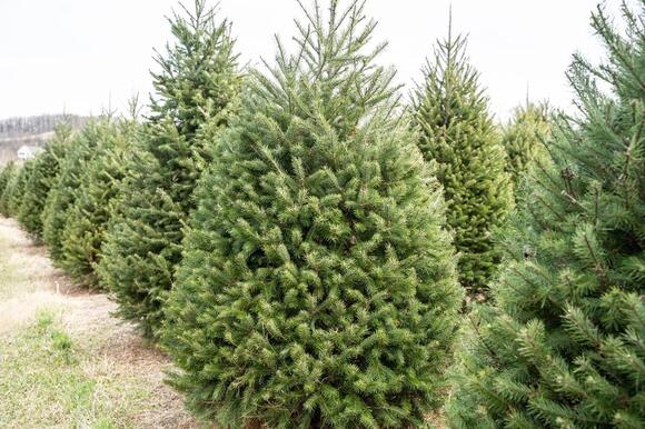 Central Avenue Parade Of Lights On November 28 Needs A Tree From A ...