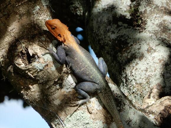11 Types of Lizards in Miami: A Field Guide to Native and Invasive ...