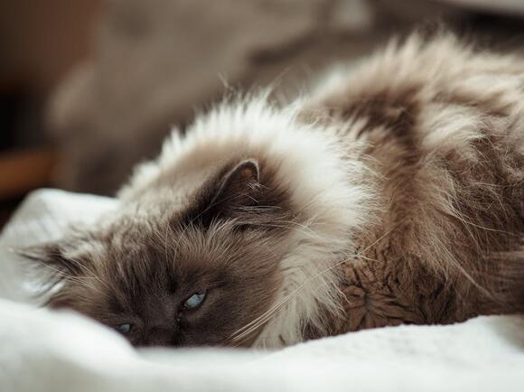 10 Recent Breakthroughs in Cat Genetics Research - NewsBreak
