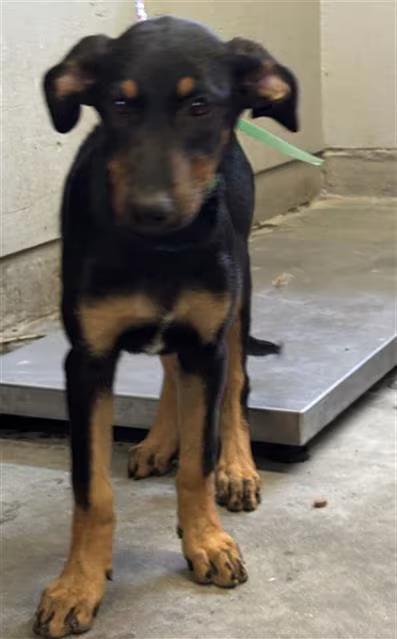 🐶 Sweet Rescue Dogs Waiting for Adoption in Camarillo, CA - NewsBreak
