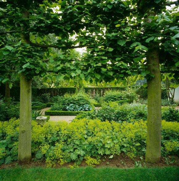 5 Best Trees for Pleaching That Promise to add Extra Height and Privacy