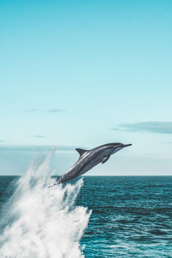 13 Times Dolphins Shocked Scientists - NewsBreak