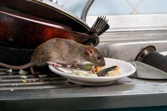 Kentucky tenants say mice, mold, and years of repair delays pushed them ...