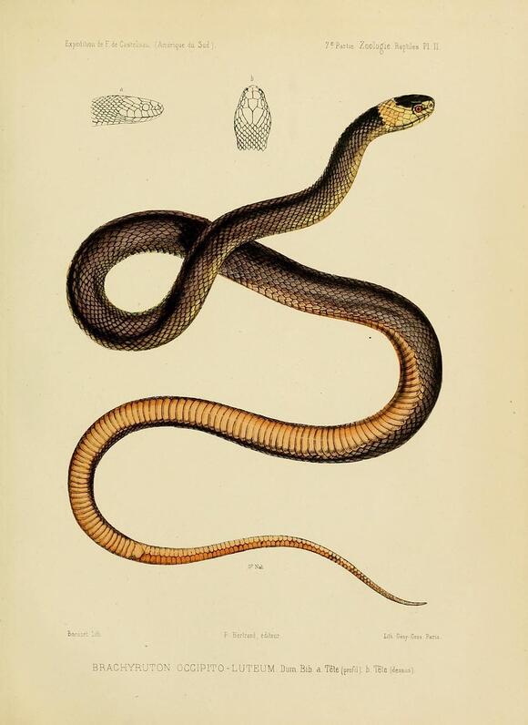 The First Snakes: Slithering Survivors of the Dinosaur Age - NewsBreak