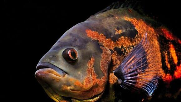 12 Smartest Fish Ever Studied - NewsBreak