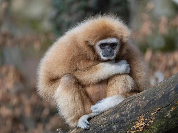The 10 Rarest Mammals Still Alive – And How Few Remain - NewsBreak