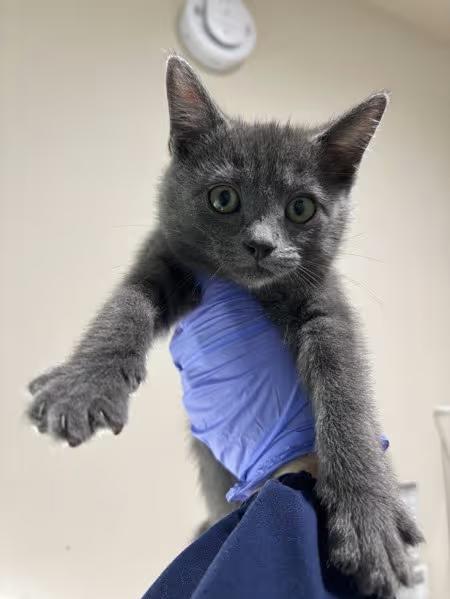 🐱 Playful Kittens & a Shy Gentleman Cat Ready for Homes in Sherwood ...