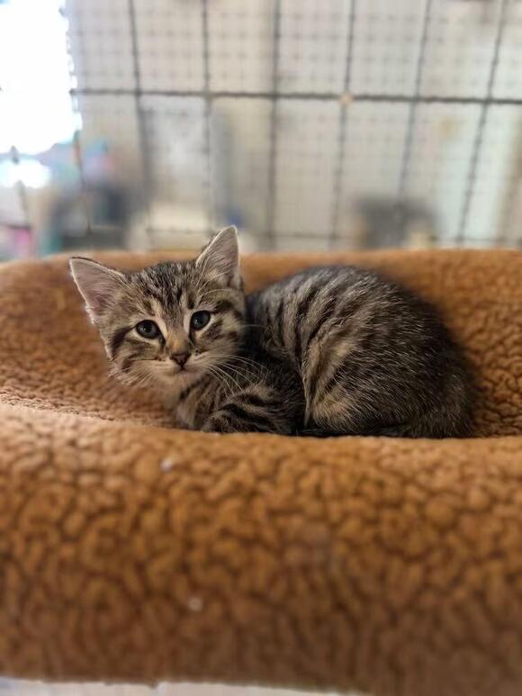 🐱 Playful McPherson Cats Ready to Join Your Family - NewsBreak