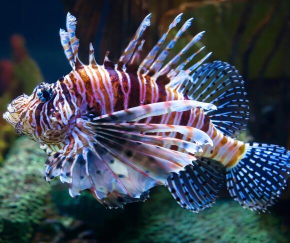 How Eating Invasive Species Is Becoming a Tool for Conservation - NewsBreak