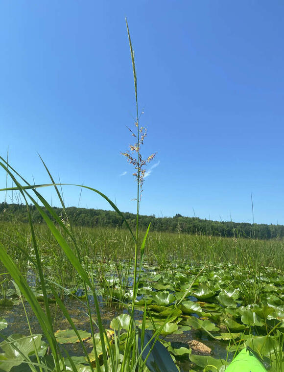 Tribe studies 2 species of wild rice in Manistee County - NewsBreak