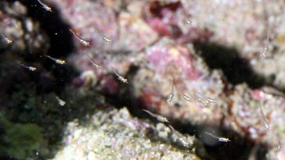 14 Creatures That Live in Volcanoes - NewsBreak