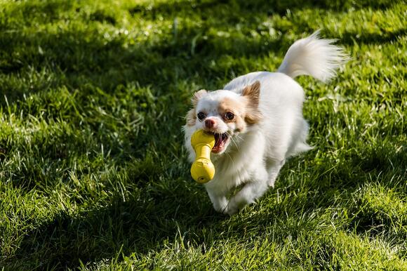 8 Ways To Stop Your Neighbor’s Dog From Excessive Barking - NewsBreak