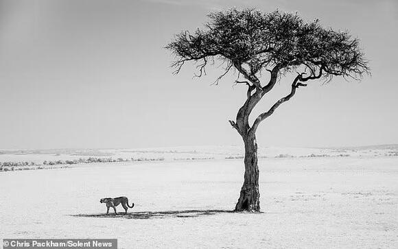 Stunning wildlife photos taken by Chris Packham over the last 15 years ...