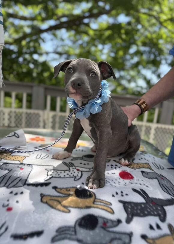 🐶 Playful & Loving Dogs Ready for Adoption in White Lake, MI - NewsBreak