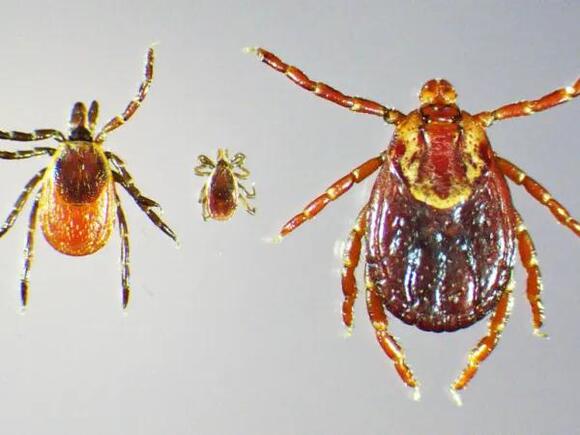 Use this duct tape trick to protect yourself from tick bites - NewsBreak