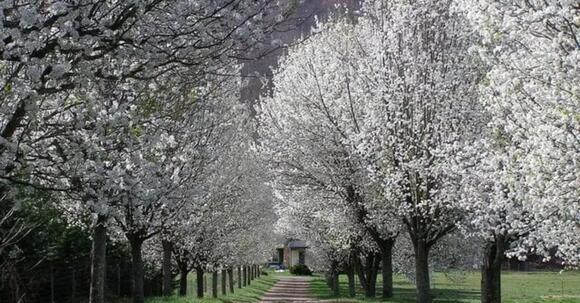 5 Trees That Can Destroy Your Driveway and Damage Your Car - NewsBreak