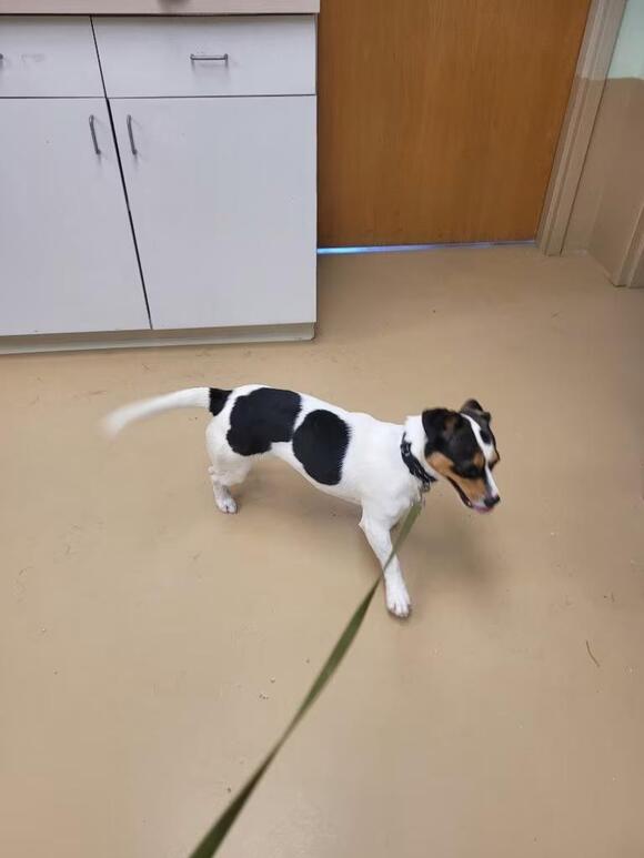 🐶 Playful, Gentle & Loyal Dogs Ready for Adoption in Waverly - NewsBreak