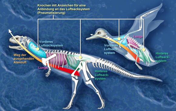 Chickenosaurus: Could Scientists Actually Reverse-Evolve a Dinosaur ...