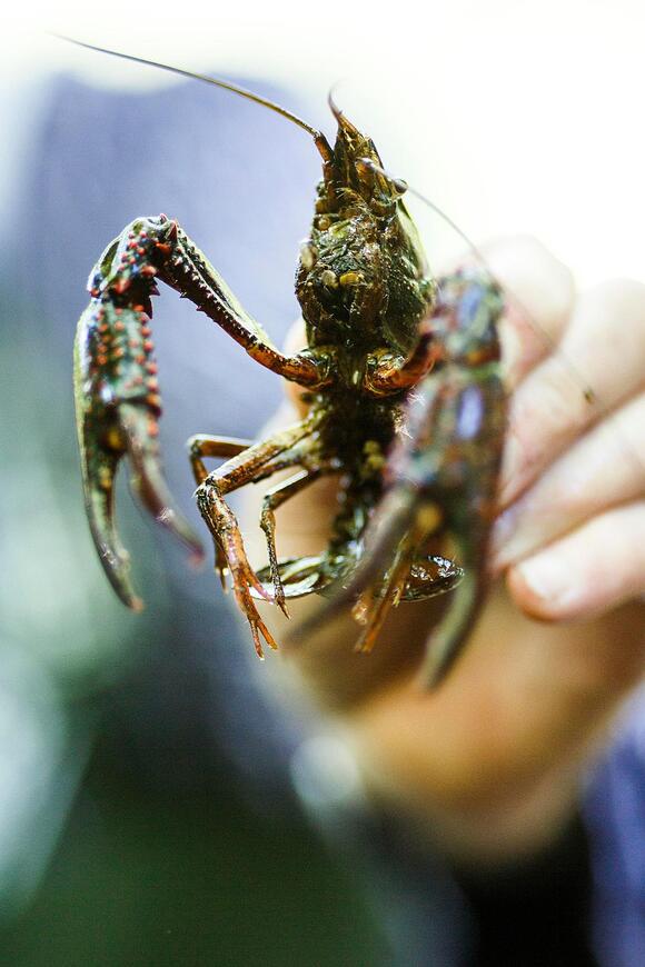 Crawfish Price Trends: What To Expect This Spring In Louisiana - NewsBreak