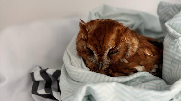 Injured Eastern Screech Owl Begins Recovery After Blue Jay Attack ...