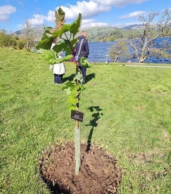 Mystery of stolen Sycamore Gap tree sapling continues - NewsBreak