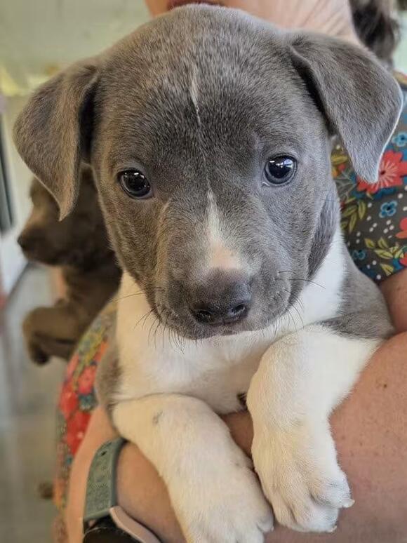 🐶 Gentle Seniors & Playful Pups Ready for Adoption in Elizabethtown ...