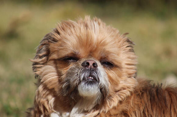 Your Dog Reads These 17 Things off Your Morning Before You Have Said a ...