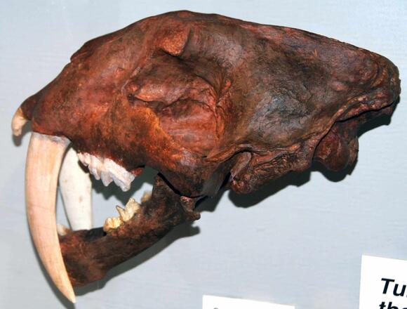The Wildlife Truth Behind Ice Age’s Scrat and His Acorn - NewsBreak