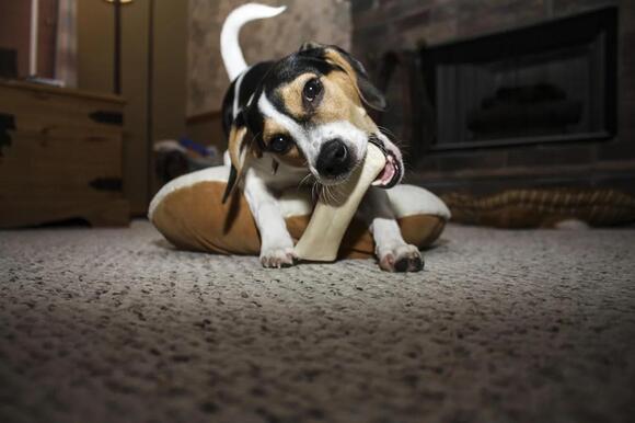 Understanding 10 Common Dog Behavior Problems (And Their Solutions ...