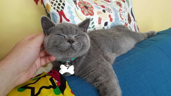 12-cat-breeds-with-personalities-as-unique-as-their-looks-newsbreak