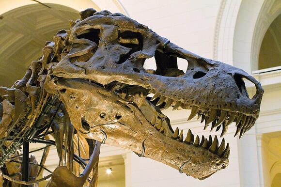 Peter Larson: The Controversial Figure Behind the Most Complete T. Rex ...