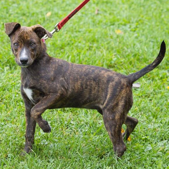 🐶 Friendly South Elgin Dogs Ready to Join Your Family - NewsBreak
