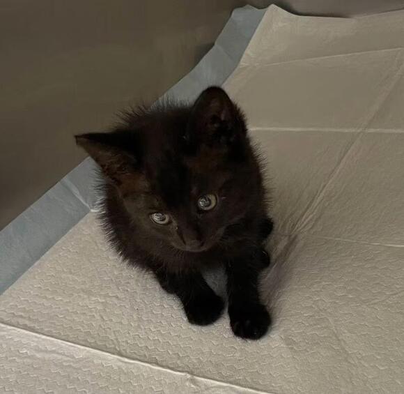 🐱 Friendly McMinnville Cats Ready for Adoption Near You - NewsBreak
