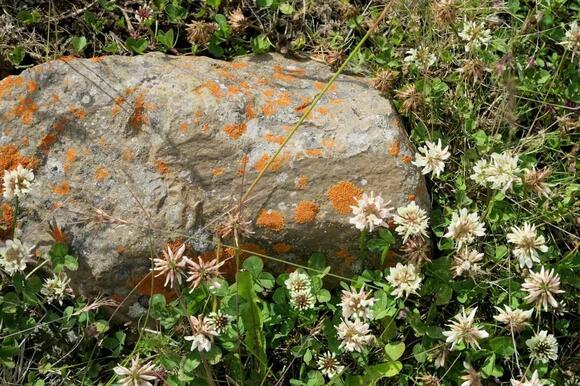 Ancient Pollen Samples Uncover Dinosaur Dietary Secrets - NewsBreak