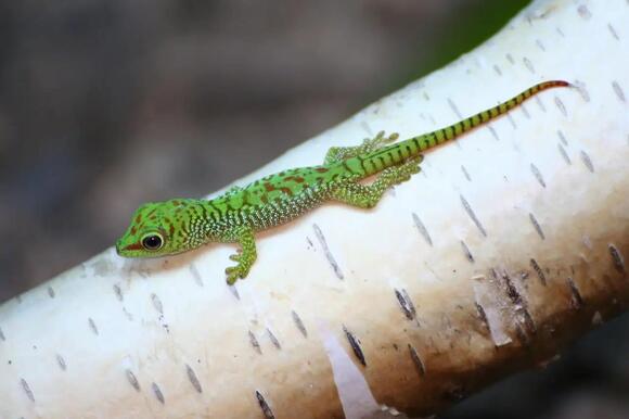 30 Best Climbing Animals: From Mountain Peaks to Forest Canopies ...