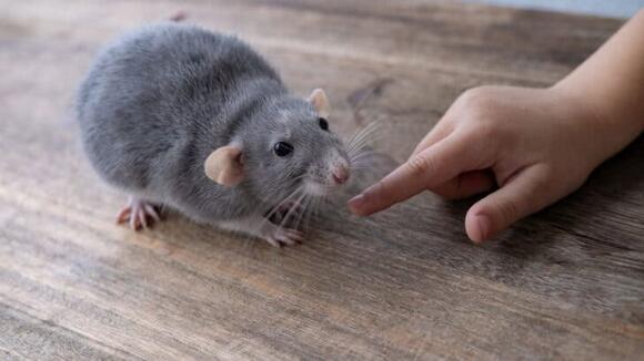 8 Animals That Can Detect Diseases In Humans - NewsBreak